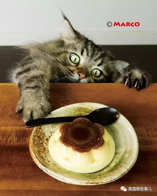 喵星人吃起来真香看的都想吃一口 (喂喵星人吃饭一副生无可恋的表情)