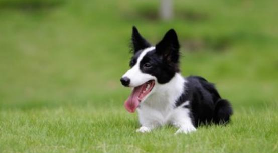 十种最受欢迎的宠物狗,哪一种宠物狗最可爱最听话最好养