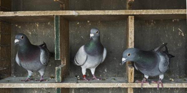 养鸽子的好处和方法,养鸽子要养哪种鸽子好