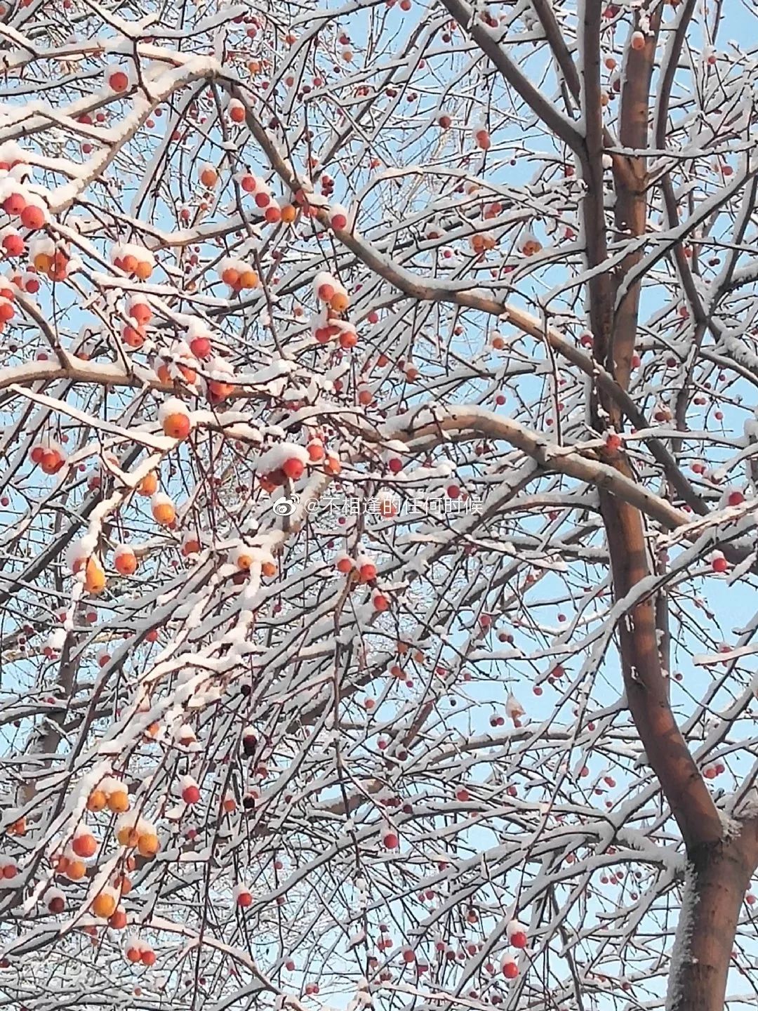 中国哪里开始下雪了,什么地方开始下雪了