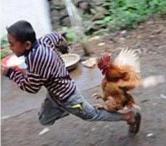 打鸡血真的好么,打鸡血有科学依据么