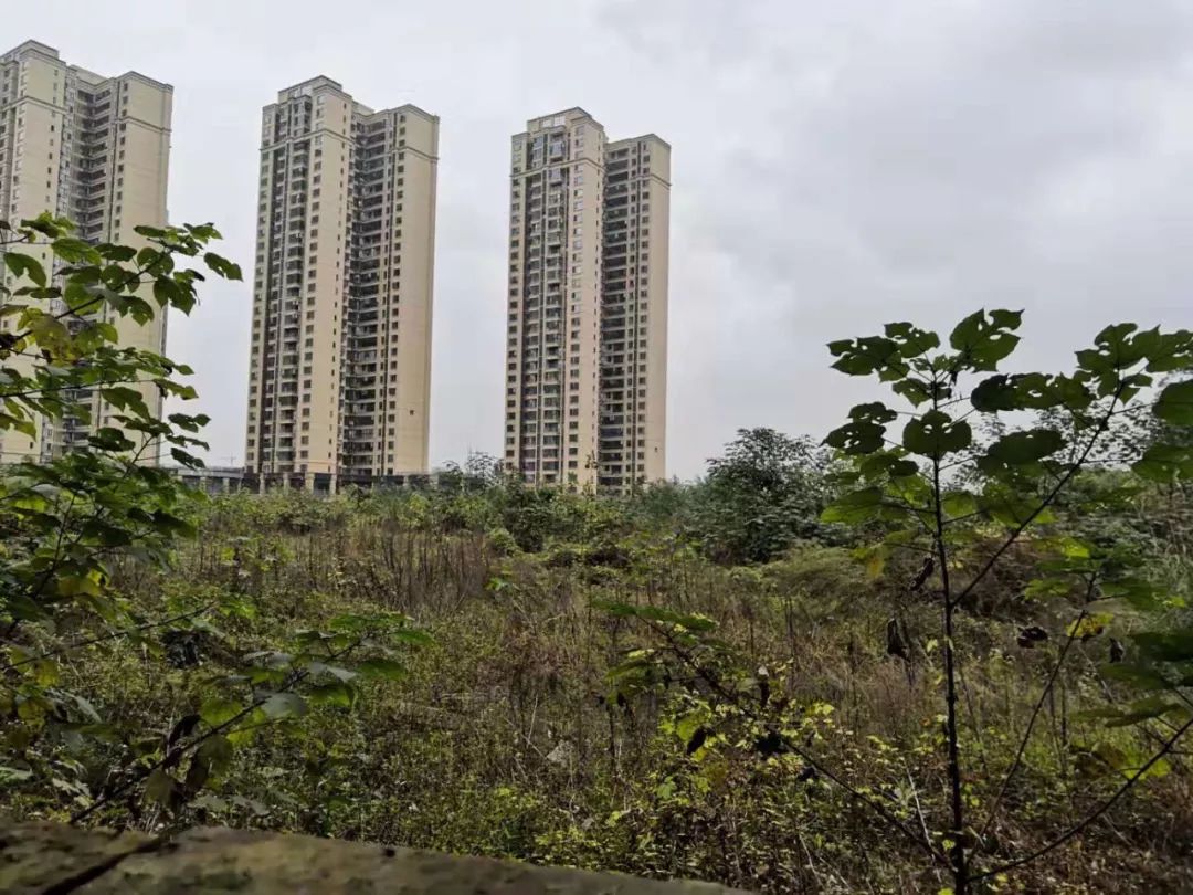 成都土拍最新消息今天时间表,成都土拍集中2021第三次青白江