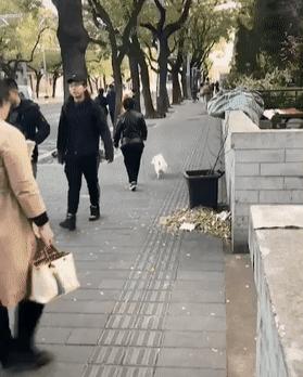 狗子摔了一跤摔出东西了,狗狗不小心摔了走路一瘸一拐的