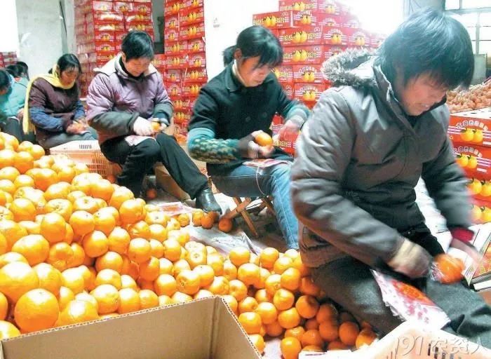 柑橘大混战怎么卖果,种植柑橘靠品质盈利谈何容易