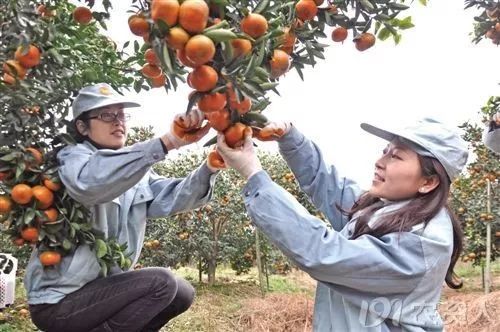 种柑橘增加收益的十条建议,如何把柑橘打开销路