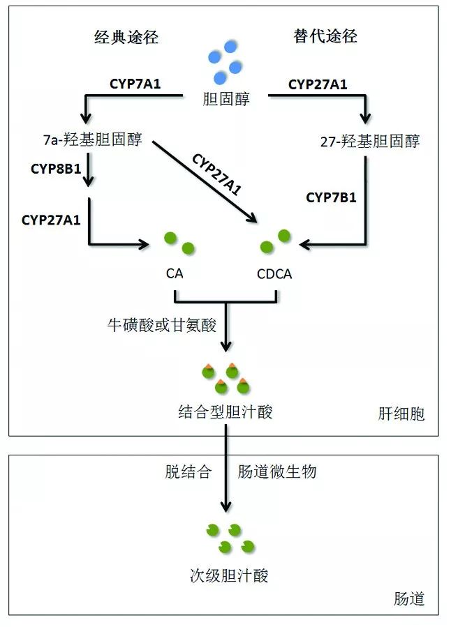 ggt与胆汁酸的关系,hbv感染肝脏科普