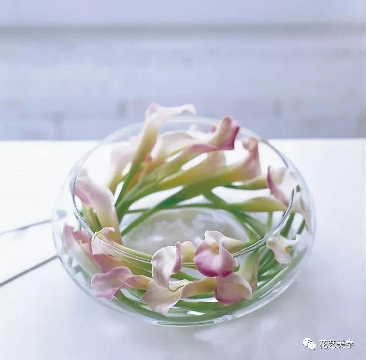 马蹄莲最普通品种开什么颜色花,花卉马蹄莲是什么样的
