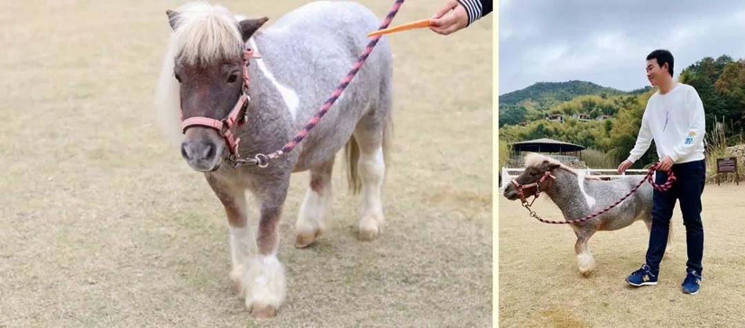 新昌安岚山居酒店,温泉入户竹林山居