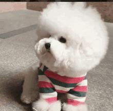 狗为什么改不了食屎的习惯,狗改不了食屎的习惯怎么办