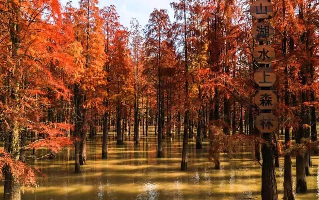 毗邻100万㎡国内罕见水上森林！建在氧吧里的杭州地标万豪酒店！入秋后简直美呆
