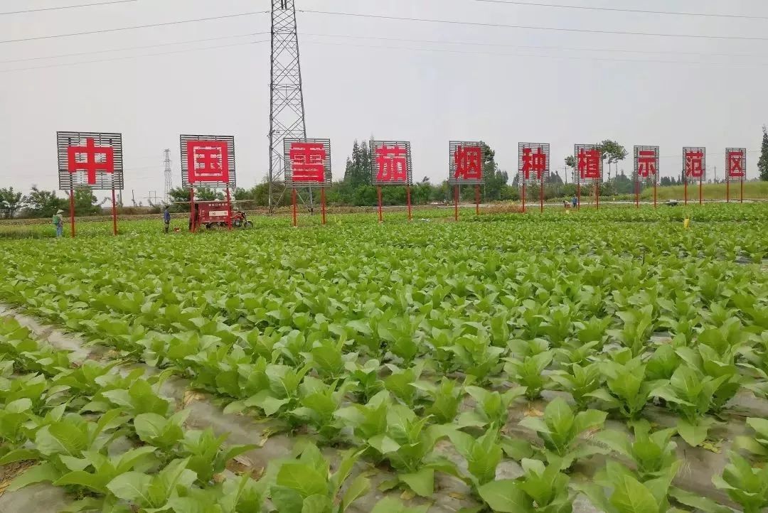 浓浓古典意蕴，孕育千年相思树！什邡这个小镇真的很美