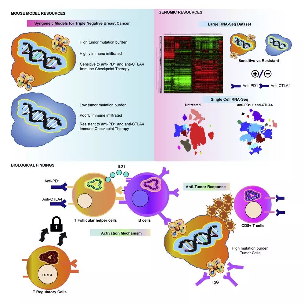 《细胞》：B细胞竟是癌症免疫治疗的关键！科学家首次发现，B细胞产生的抗体竟然是三阴性乳腺癌响应免疫治疗的必要条件丨科学大发现