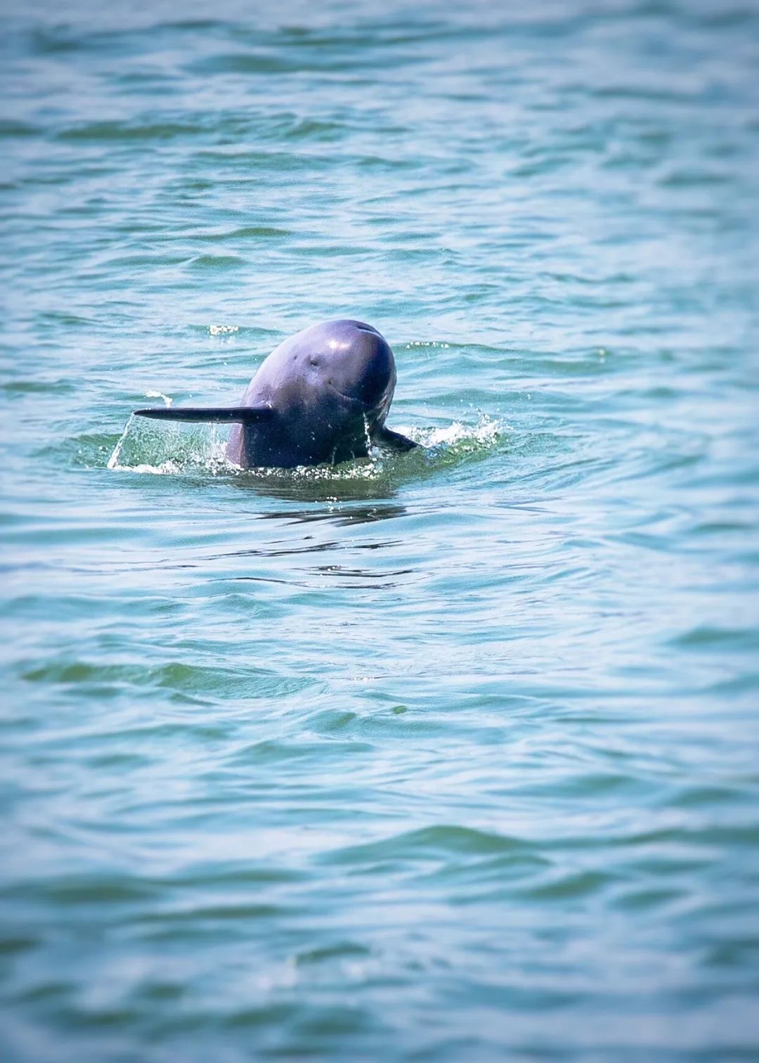 看江豚的图片,江豚会笑