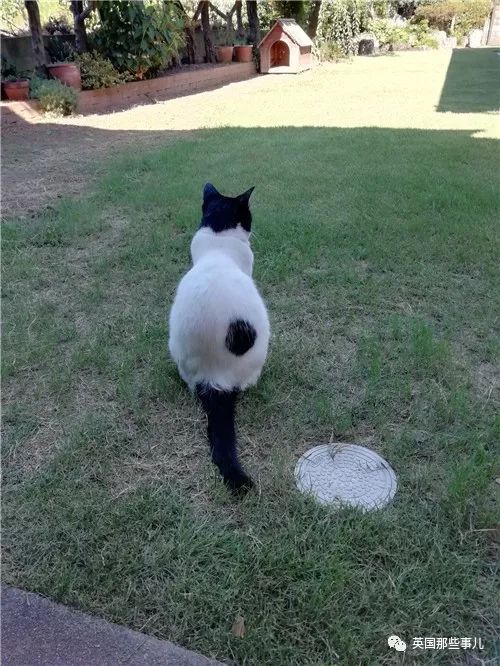 盘点喵星人的高光时刻,最好看的喵星人图片