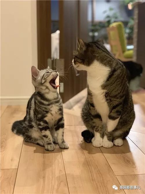 盘点喵星人的高光时刻,最好看的喵星人图片