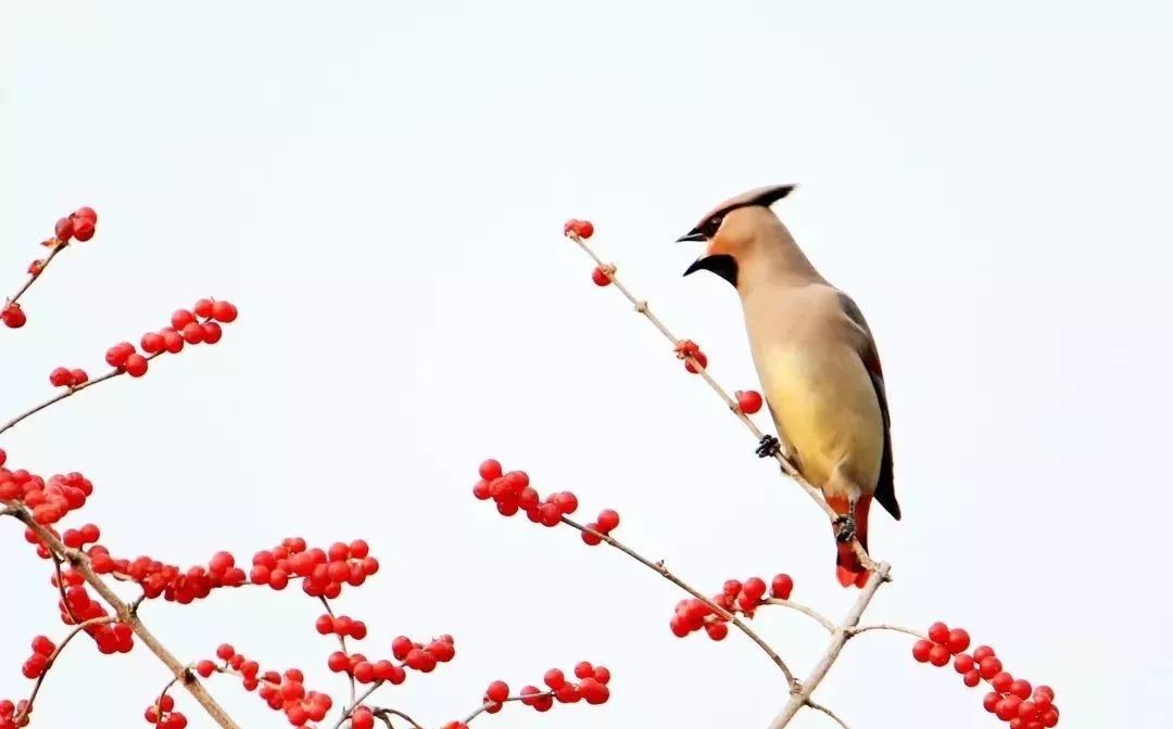 瞒不住了！昌平天空划过一群“小精灵”！可爱的那种！
