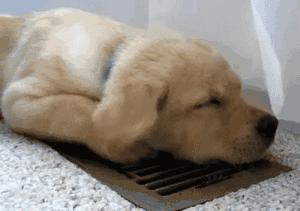 主人晚上不睡觉狗狗会困吗,狗狗睡了一整天还困正常吗