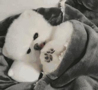 主人晚上不睡觉狗狗会困吗,狗狗睡了一整天还困正常吗