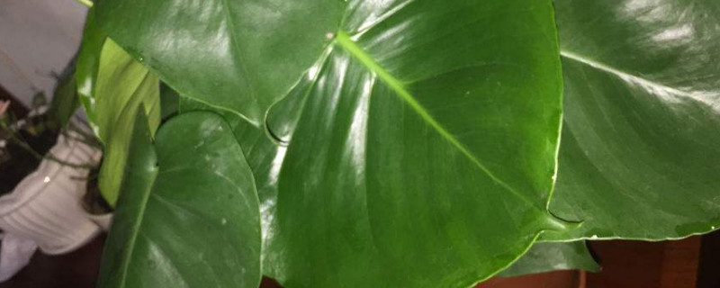 滴水观音有红蜘蛛怎么处理,滴水观音去除红蜘蛛