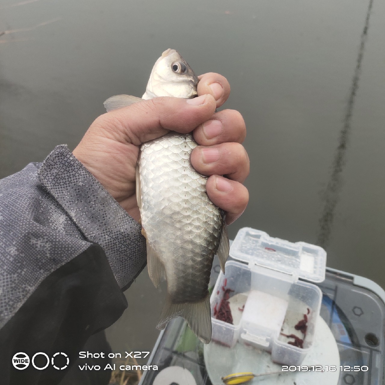 春天小雨天钓鲫鱼技巧和方法,钓鲫鱼的正确方法与技巧