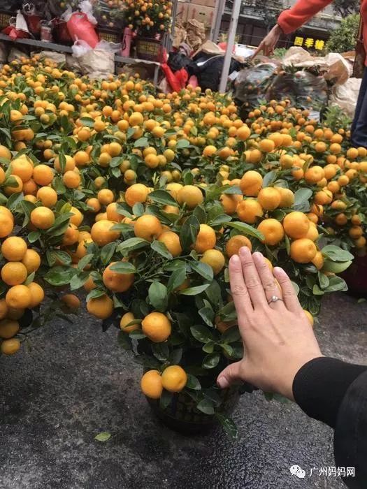 广州迎春花市哪里值得去,广州迎春花市指南