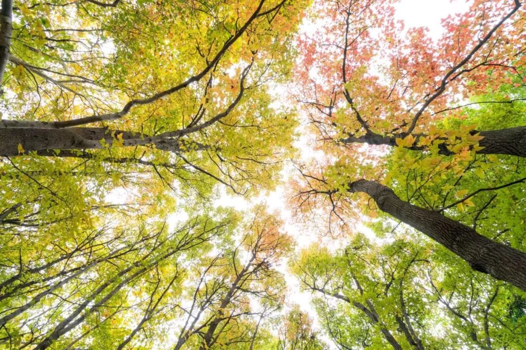 合肥安农大蜀山区,合肥安农大老校区地址