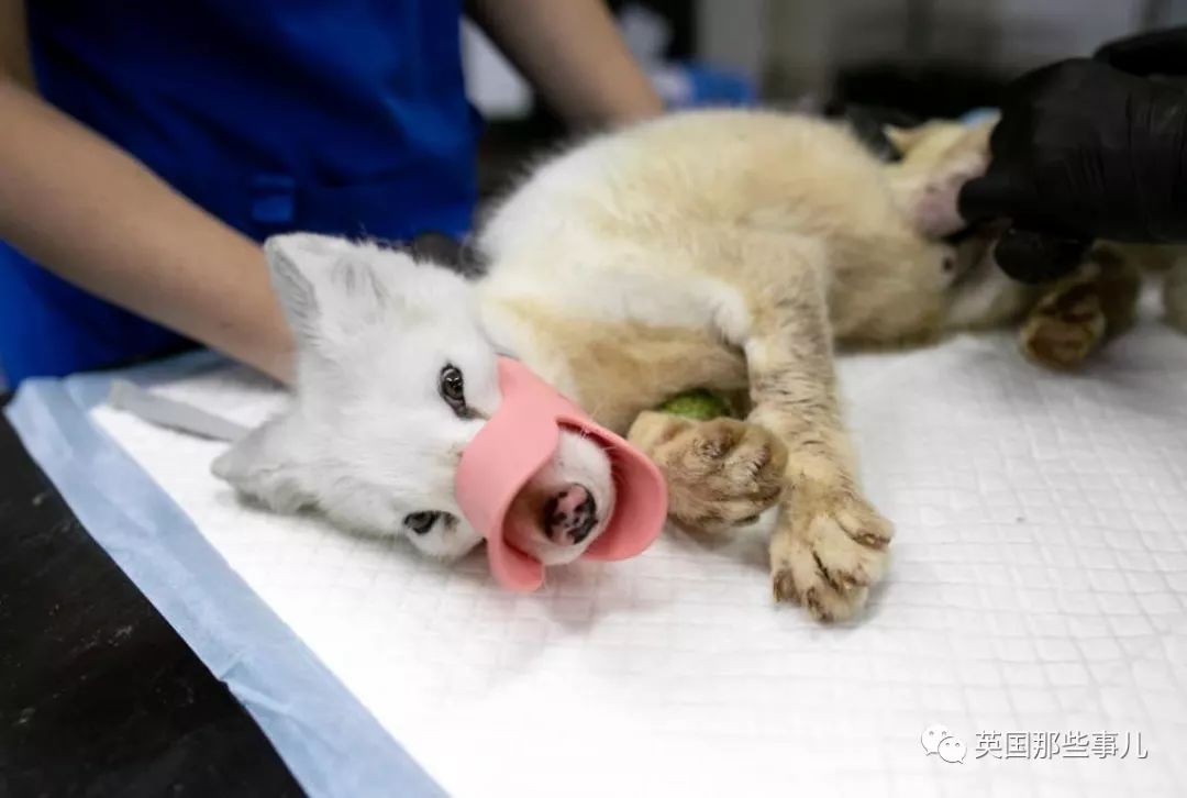 一只差点被做成皮草大衣的北极狐，如今白白胖胖过上了圣诞节