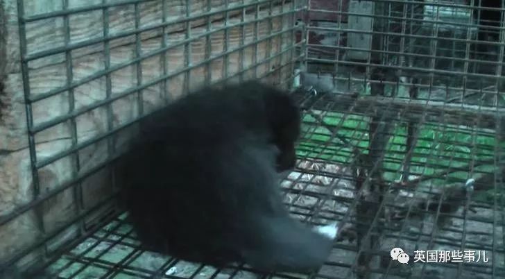 一只差点被做成皮草大衣的北极狐，如今白白胖胖过上了圣诞节