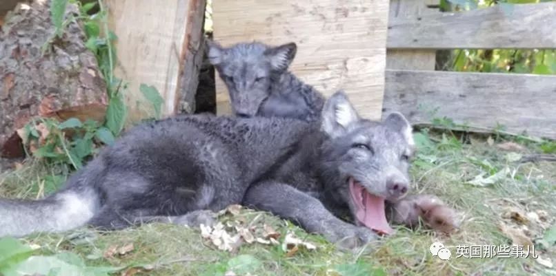 一只差点被做成皮草大衣的北极狐，如今白白胖胖过上了圣诞节