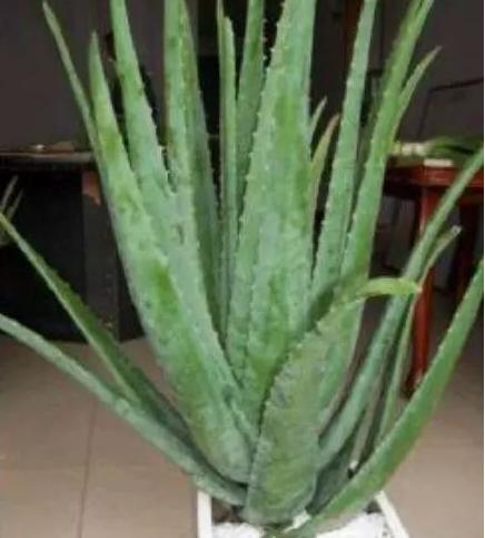 这3种花养在室内长得好,这3种绿植认真起来连细菌都害怕