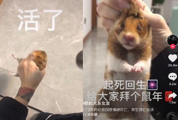 小仓鼠养了两个月突然死了,仓鼠冻僵用吹风机要多久才能吹活