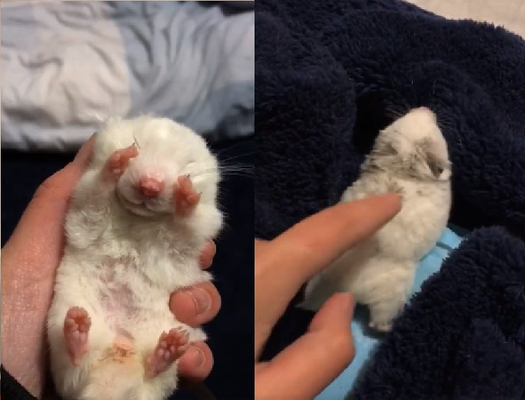 小仓鼠养了两个月突然死了,仓鼠冻僵用吹风机要多久才能吹活