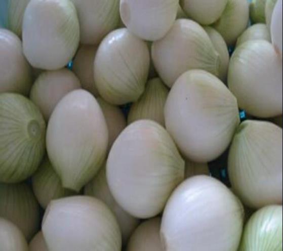 閲戜埂鍗滈泦鍦嗚懕琛屾儏,閲戜埂鍗滈泦鍦嗚懕