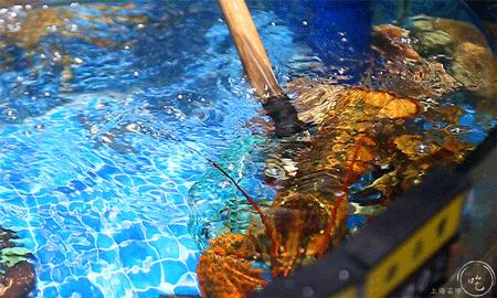 20道鲍鱼菜肴,12道火爆鲍鱼菜单及价格