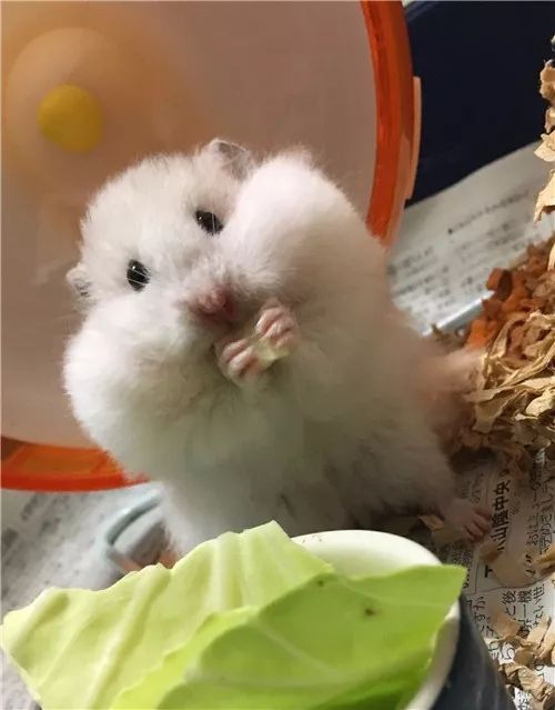 日推网友鼠年仓鼠腮帮子大赛，满屏圆滚滚毛茸茸敲可爱