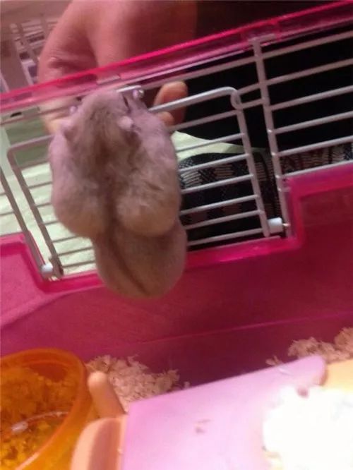 日推网友鼠年仓鼠腮帮子大赛，满屏圆滚滚毛茸茸敲可爱