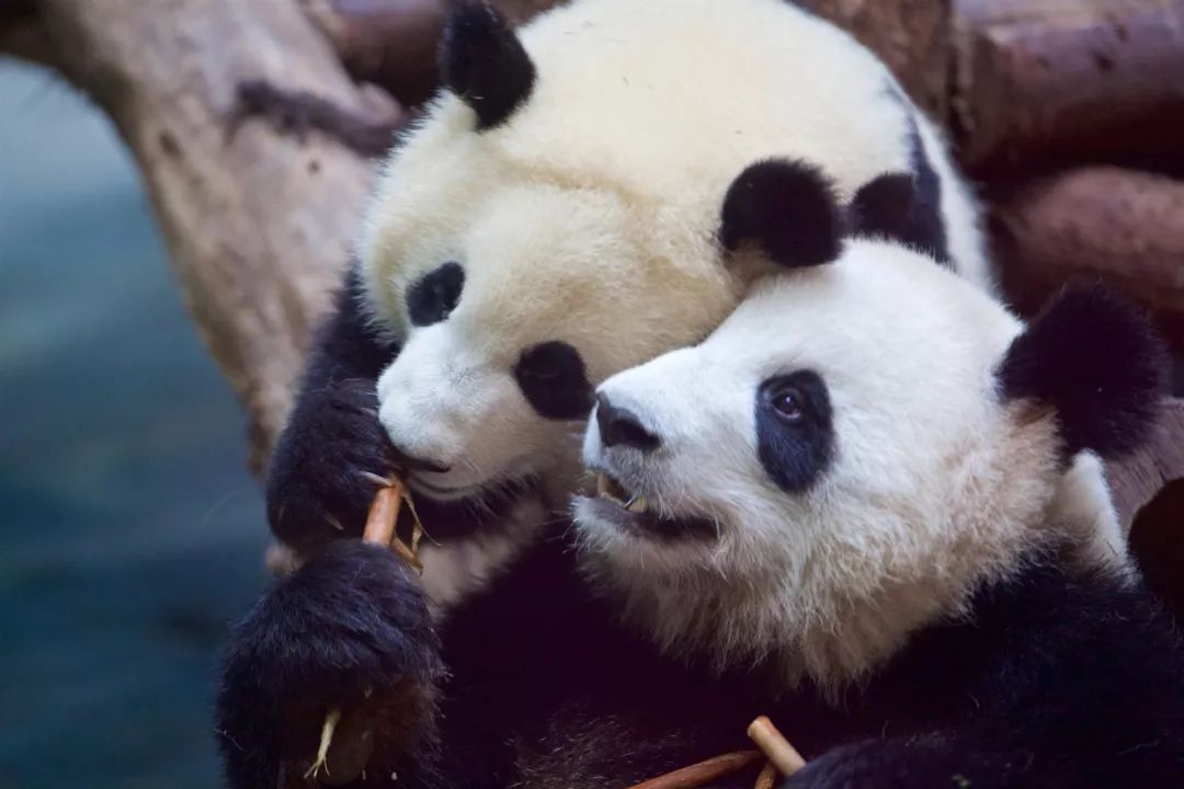 TheStoryoftheBlackWhite“LivingFossil”︱一只黑白“活化石”的前世今生