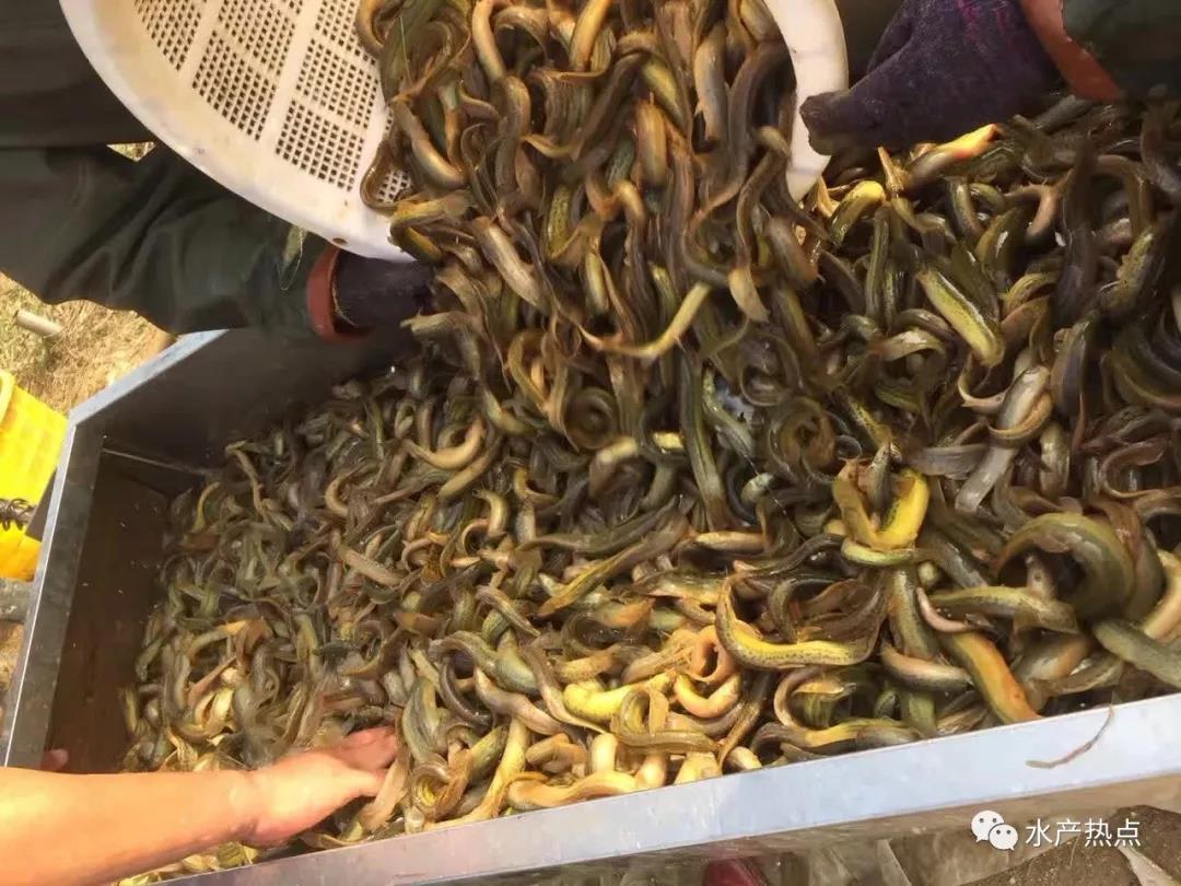 泥鳅行情分析最新,泥鳅行情分析