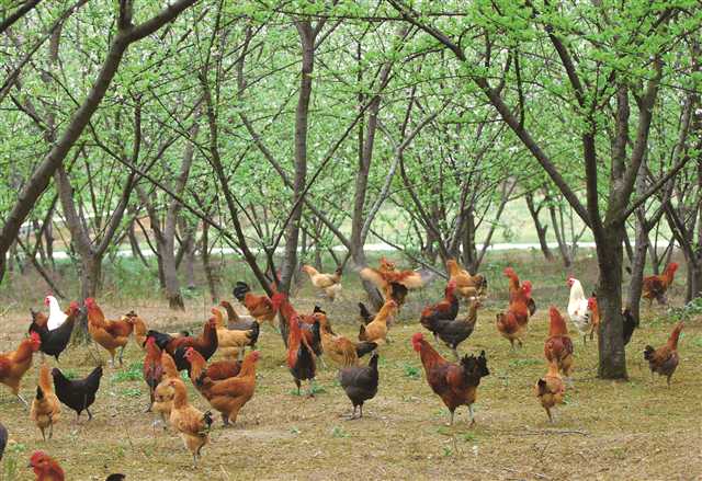 秀山县融合五大产业巩固脱贫成果,重庆秀山脱贫攻坚短视频