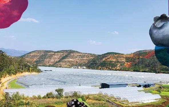 春节的C位水果帮你挑好了，颜美心甜等你来撩