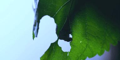 蚕丝裤10片装,纯蚕丝被100%桑蚕丝保暖裤