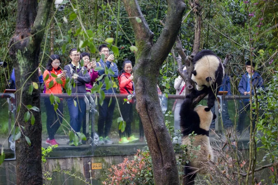 成都都江堰融创乐园有什么好玩的,都江堰融创乐园穿越四川