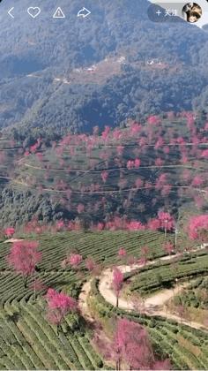 本来想去薅羊毛,却沉迷在这张“活的”地图上……