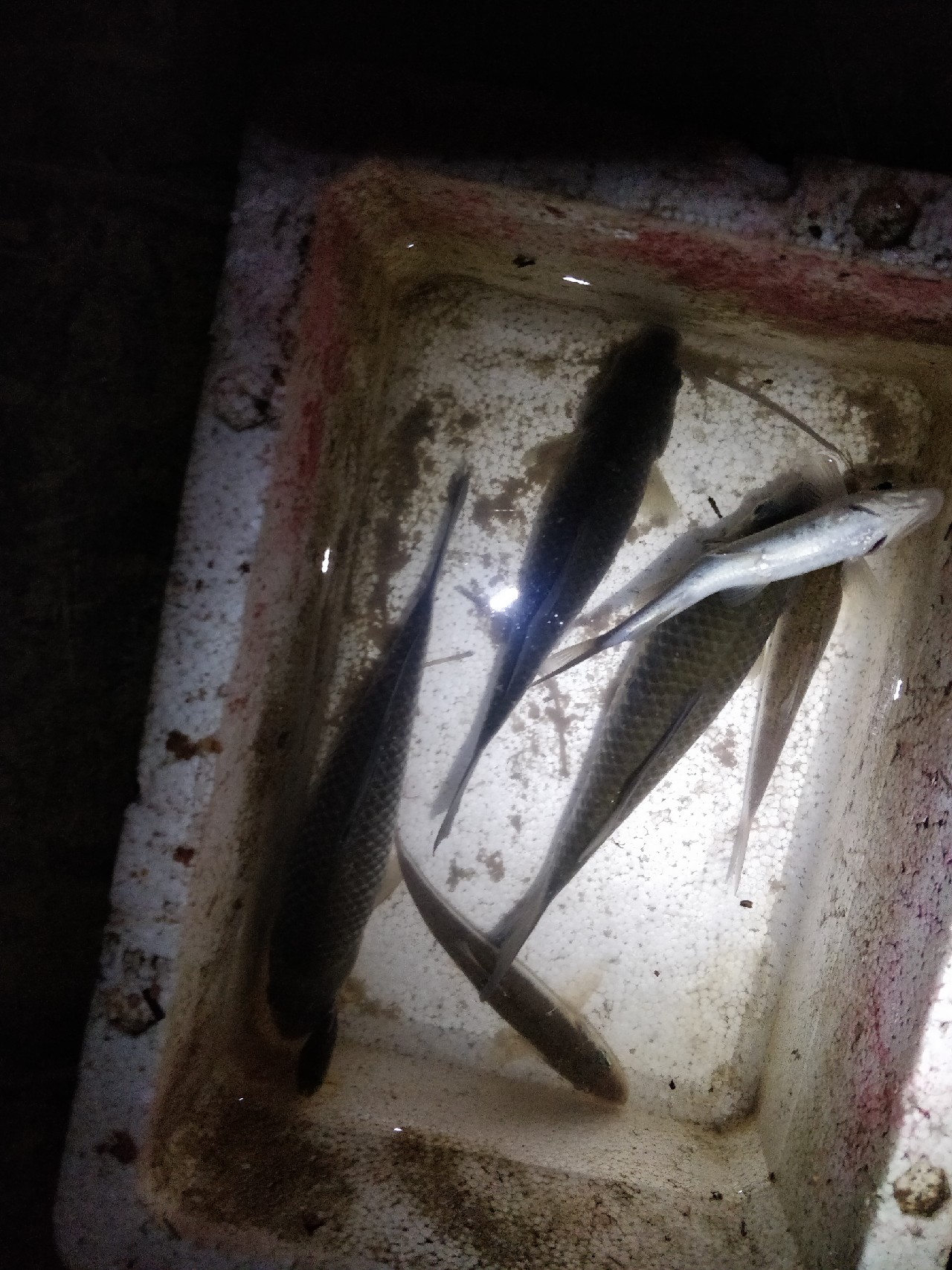 原来钓鲫鱼的诀窍在这里,春钓鲫鱼用什么饵料最好