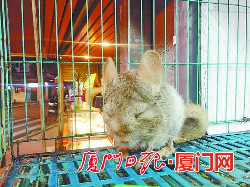 鼠年将至,鼠年财运来临的前兆