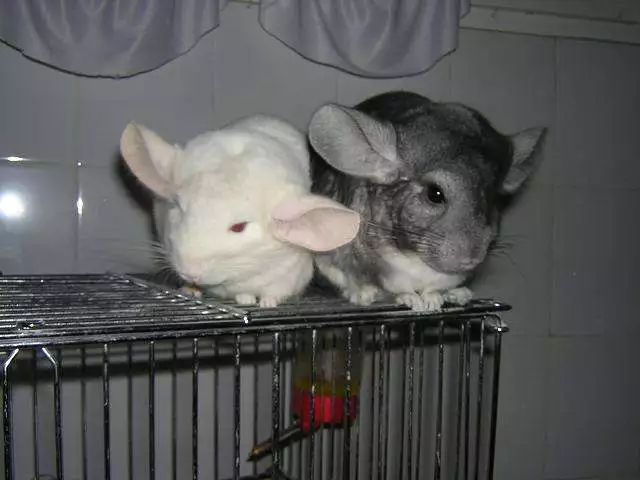 宠物也会感染新型肺炎吗世卫组织,宠物能感染新冠肺炎吗