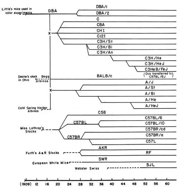 这个鼠年太难过了！再难，也不能没有鼠