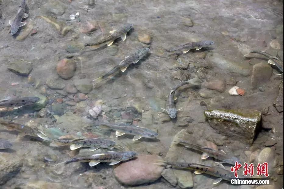 今日立春冬已尽春可期,今日立春春暖花开