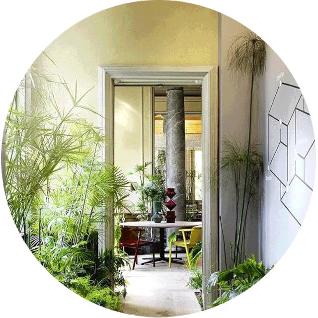 有什么好看的网红植物推荐,这三种网红植物家中必备你养了吗