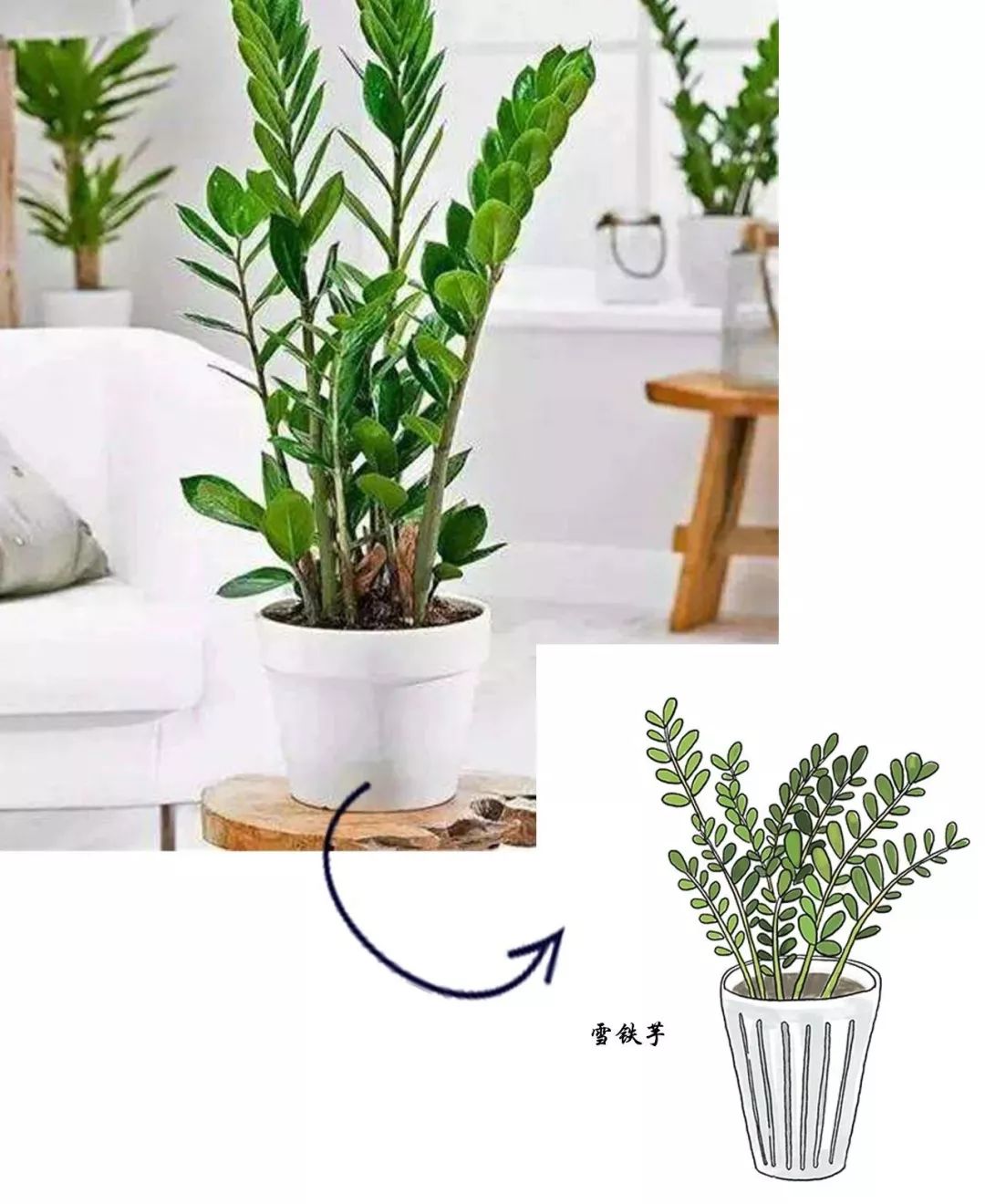 有什么好看的网红植物推荐,这三种网红植物家中必备你养了吗